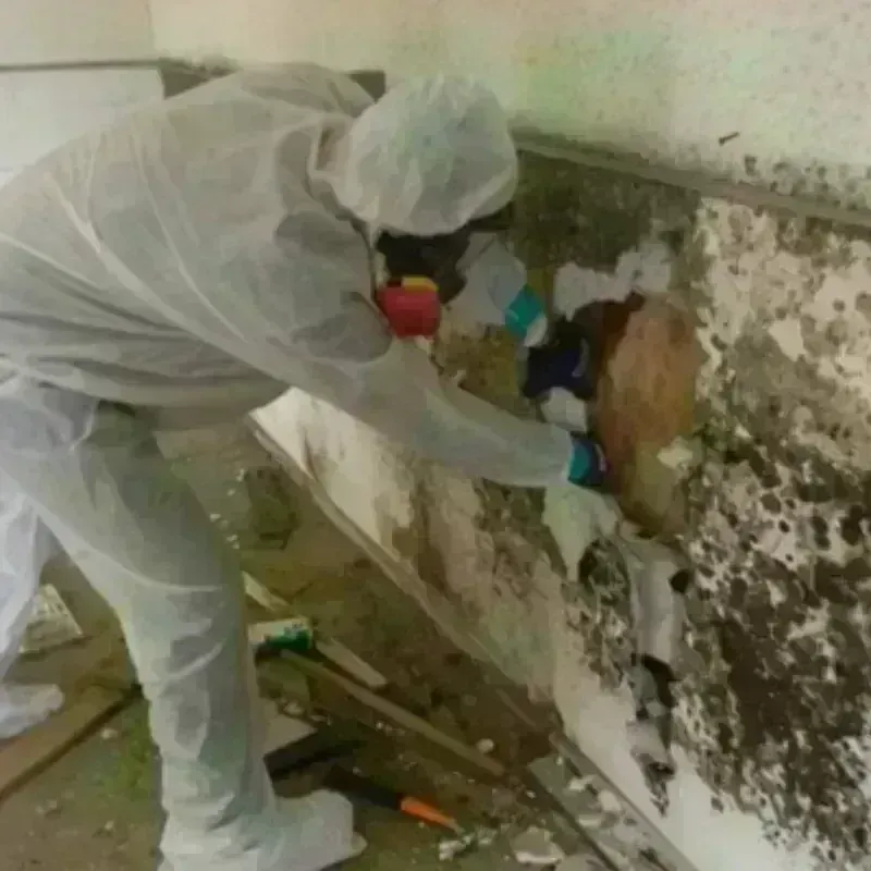 Mold Remediation and Removal in Lumberton, TX